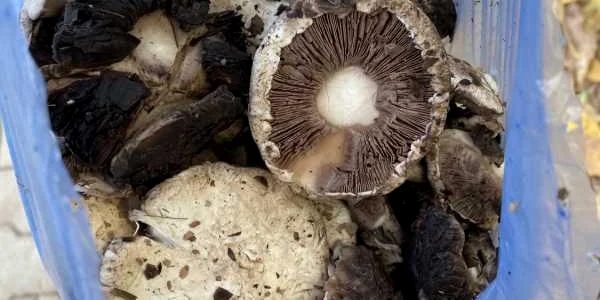 ciuperci