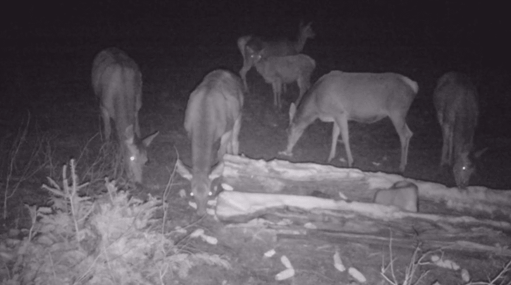 Imagini frumoase cu un cârd de ciute surprins la masă, în Ocolul Strâmbu Băiuț VIDEO