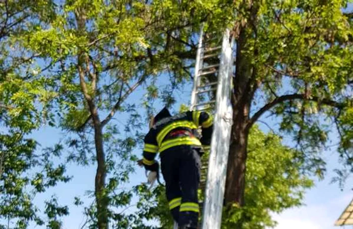 Pompierii au coborât pisica din copac FOTO Facebook/ISU Călăraşi