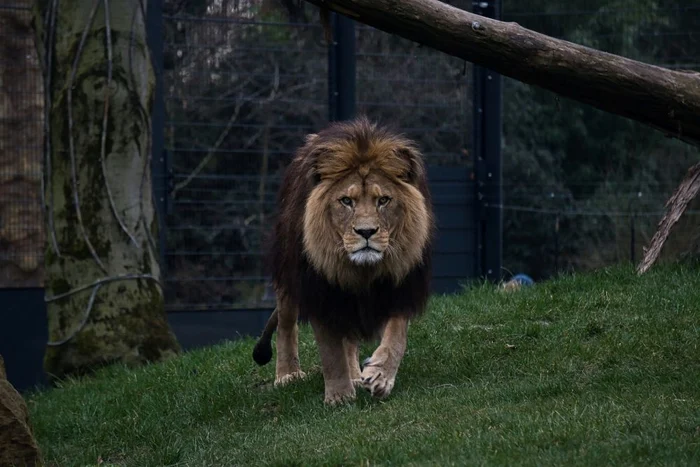 
    Leii bolnavi de Covid au luat virusul de la angajații Grădinii Zoologice  