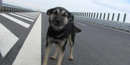 Căţeii de pe autostradă mai au încă parte de linişte