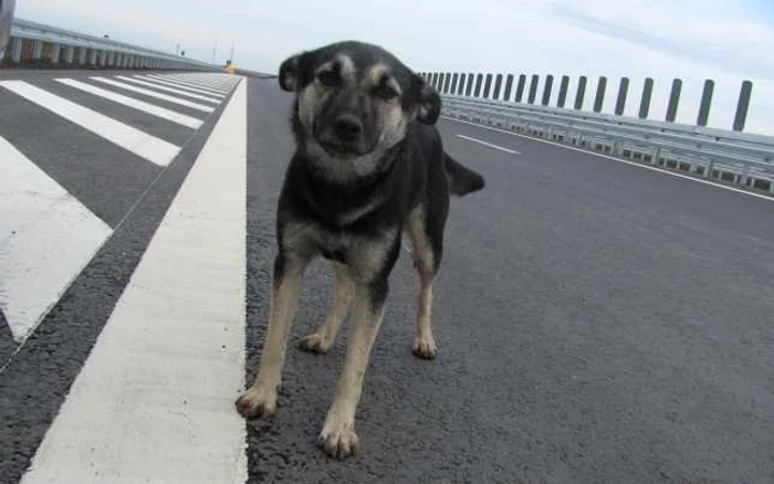 Căţeii de pe autostradă mai au încă parte de linişte