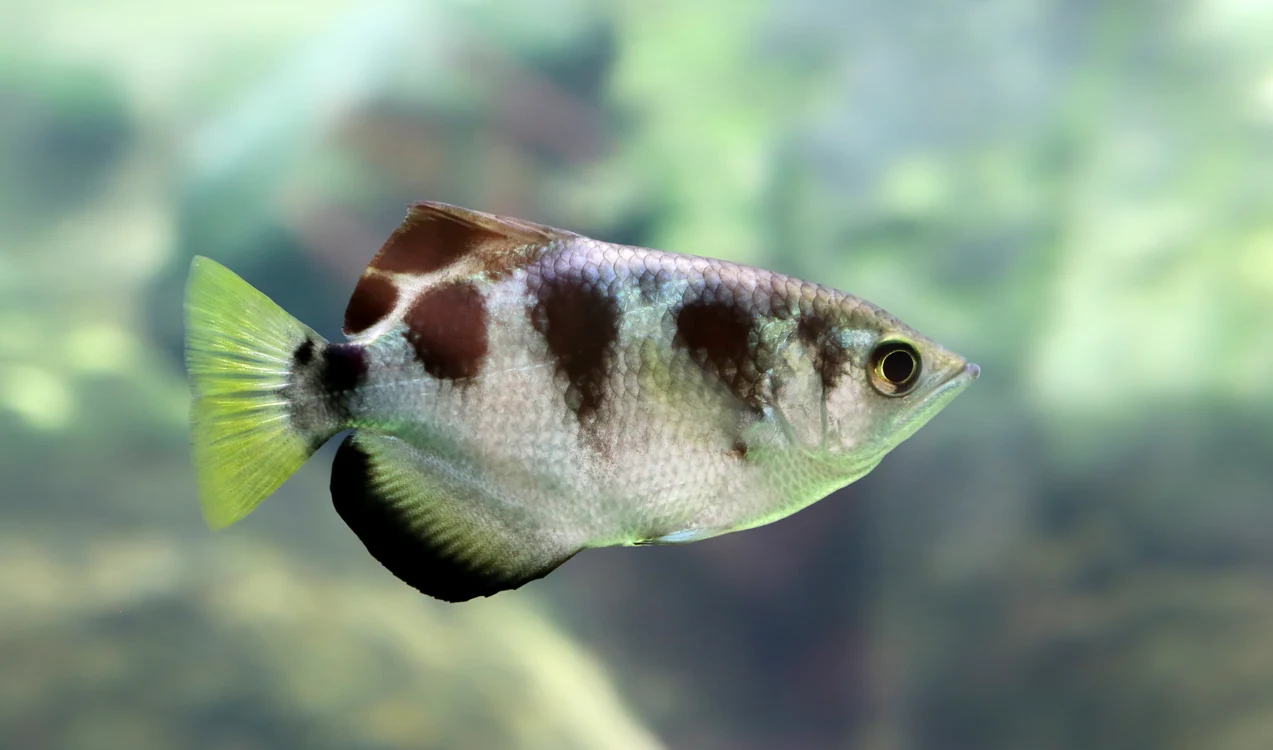 3 peste acvariu archerfish shutterstock 275912468 jpg jpeg