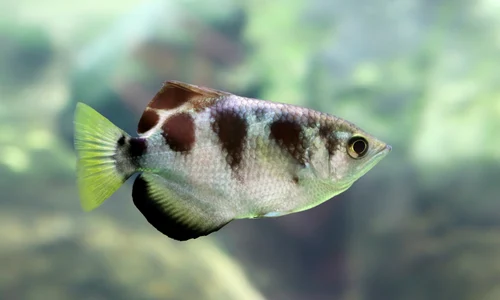3 peste acvariu archerfish shutterstock 275912468 jpg jpeg