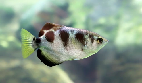 3 peste acvariu archerfish shutterstock 275912468 jpg jpeg