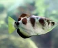 3 peste acvariu archerfish shutterstock 275912468 jpg jpeg