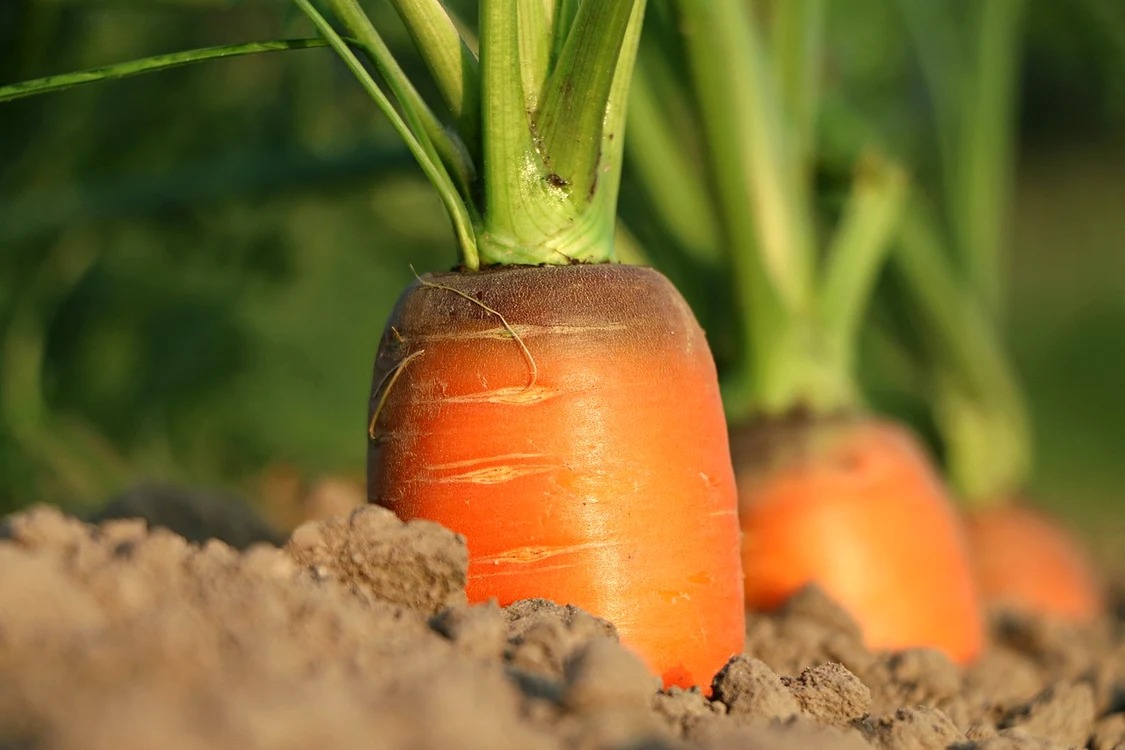 Morcovi plantați / foto: Pixabay