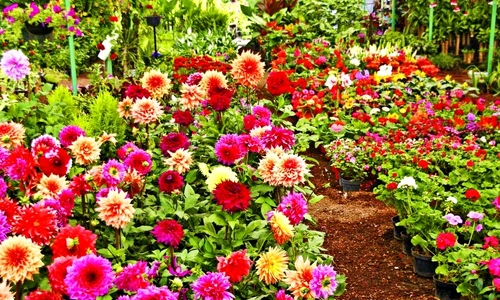 1 47534 original jpg jpeg