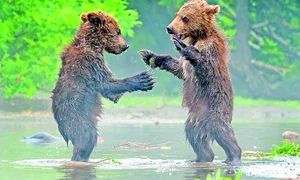 23 pe glob foto 2 2 col 50 caters bear handshake 01 jpeg