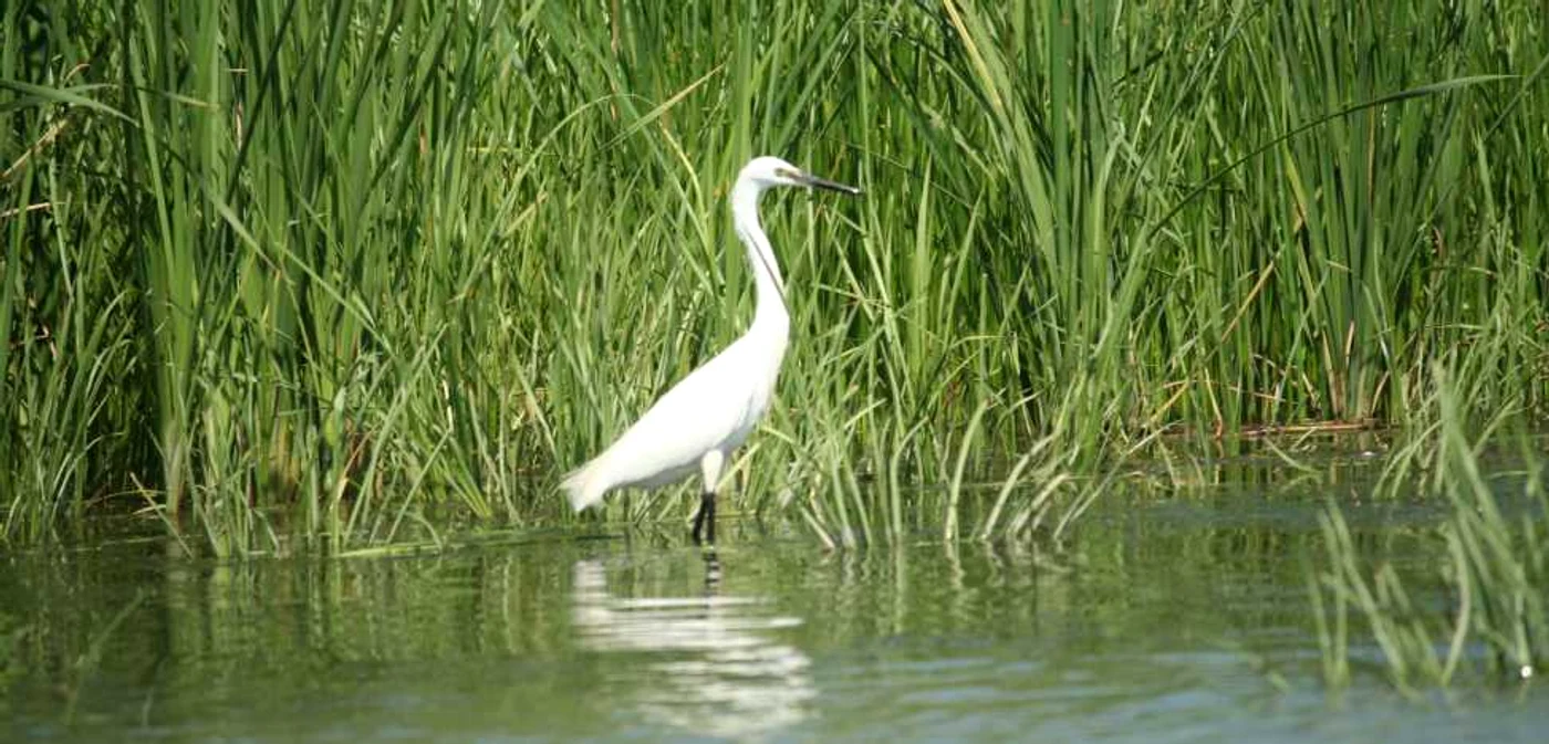 Păsările din Delta Dunării stau liniştite anul acesta