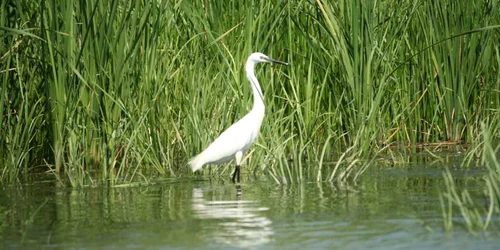 Păsările din Delta Dunării stau liniştite anul acesta