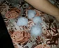Grindină cât un ou în Timiş