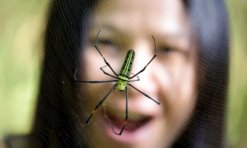 paianjen_shutterstock 378874837 jpg