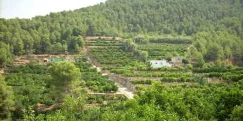 Recolta de portocale de anul acesta a fost compromisă calitativ