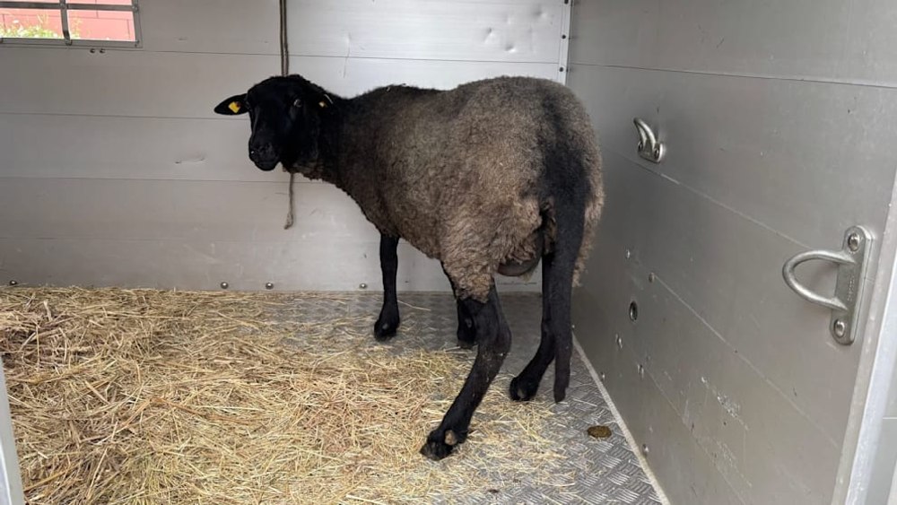 Un român din Germania sacrifica oi într-un apartament închiriat. Animalele erau furate dintr-un parc natural