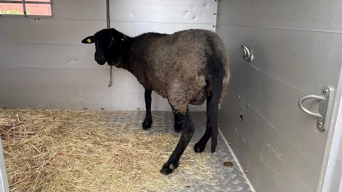 Un român din Germania sacrifica oi într-un apartament închiriat. Animalele erau furate dintr-un parc natural