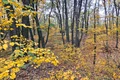 Padure din viitoarea Centura Verde Bucuresti Ilfov foto Centura Verde jpeg