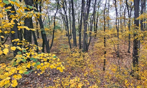Padure din viitoarea Centura Verde Bucuresti Ilfov foto Centura Verde jpeg
