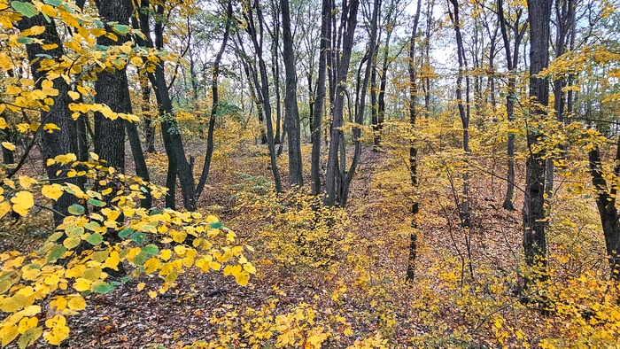 Pădure. Foto: arhiva.