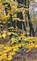 Padure din viitoarea Centura Verde Bucuresti Ilfov foto Centura Verde jpeg