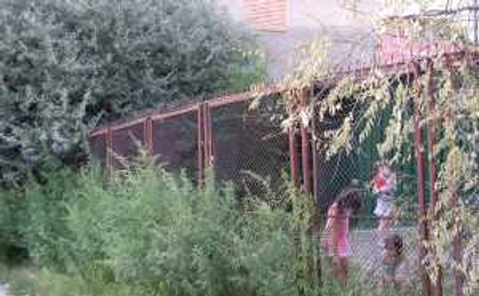 Bogăţie de cânepă în flora spontană de lângă Şcoala 3