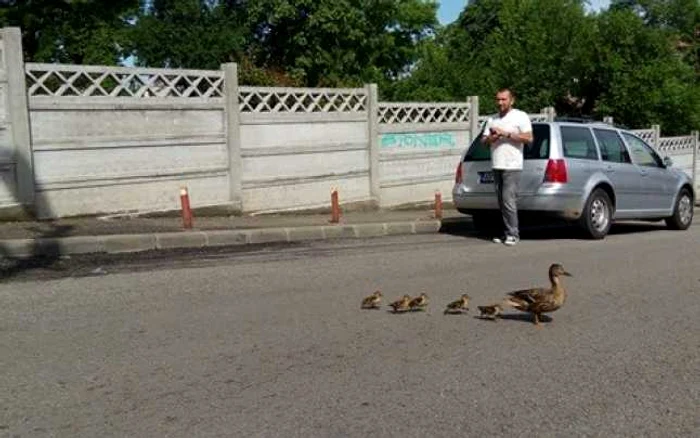 Şoferul care oprise maşina şi aştepta ca raţele să treacă strada FOTO: imagine primită de la o clujeancă