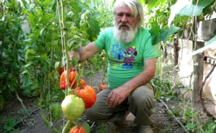 Vasile Sterpu cultivă roşii gigant