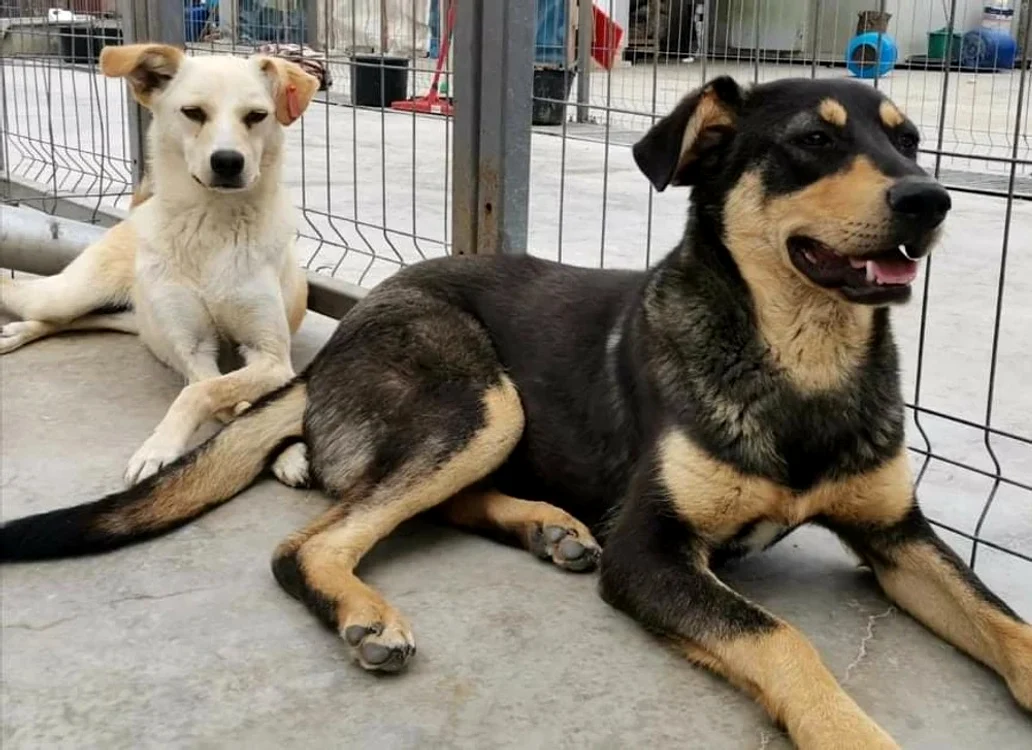 Nedespărţiţi  la adăpostul din Galaţi. Foto: adevarul.ro