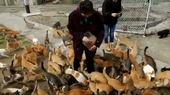 Pisicile au luat insula în stăpânire