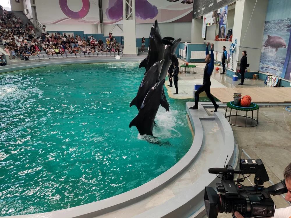 Spectacol la Delfinariul din Constanţa foto: Călin Gavrilaş