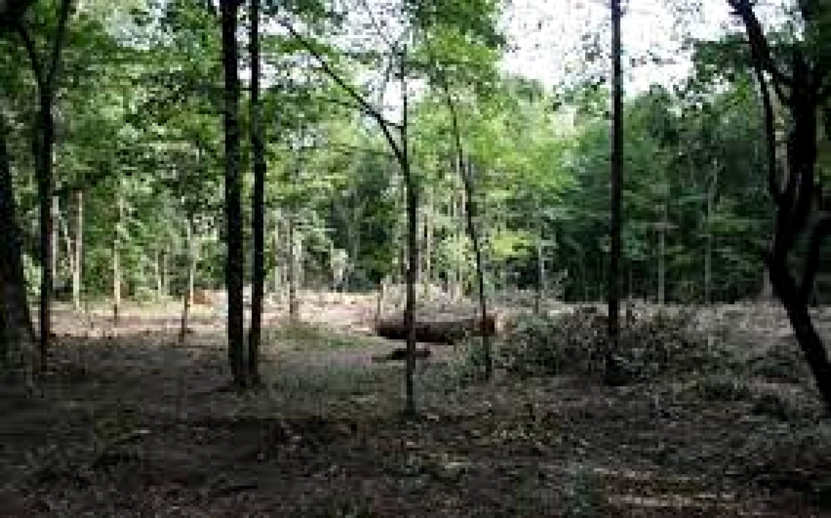 Sute de arbori din Crâng au fost tăiaţi