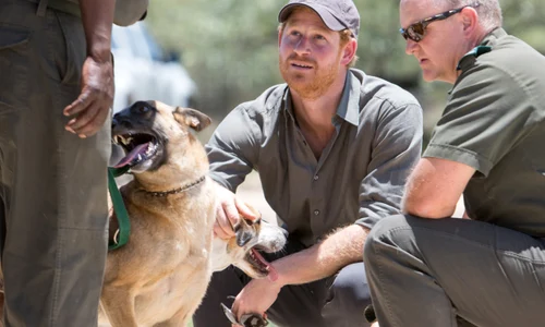 Prince Harry hepta 2222691 jpeg