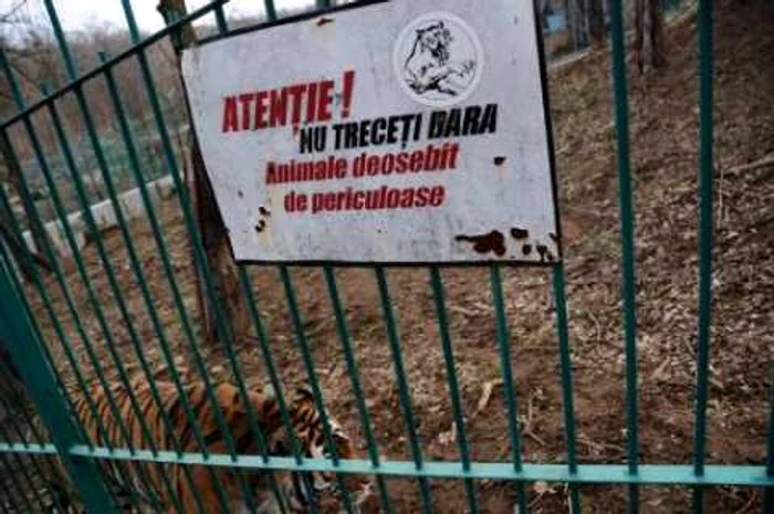 Tigrul de la Grădina Zoologică îşi apăra teritoriul