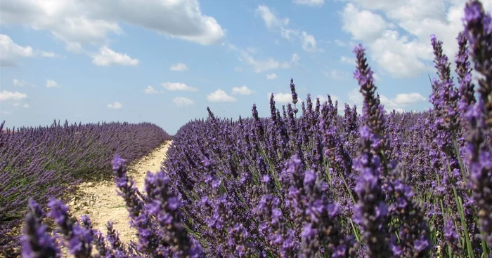 Vara, levănţica e regină în Provence. Nu adună doar milioane de albine ci şi mii de turişti.