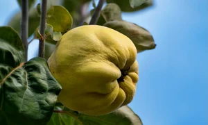 quince 7551493 1280 jpg