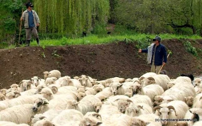 Ciobanii cu iniţiativă s-au ales cu dosar penal Foto: arhivă Adevărul