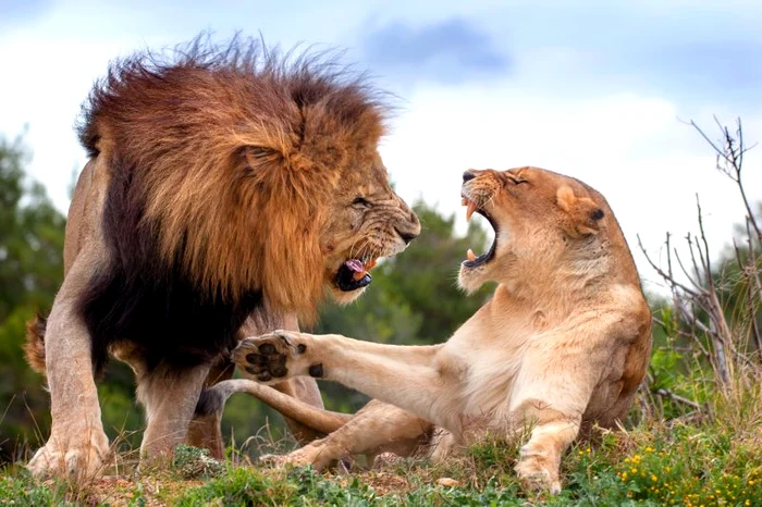 Bataie intre leu si leoaica (Foto: Photoland/Caters)