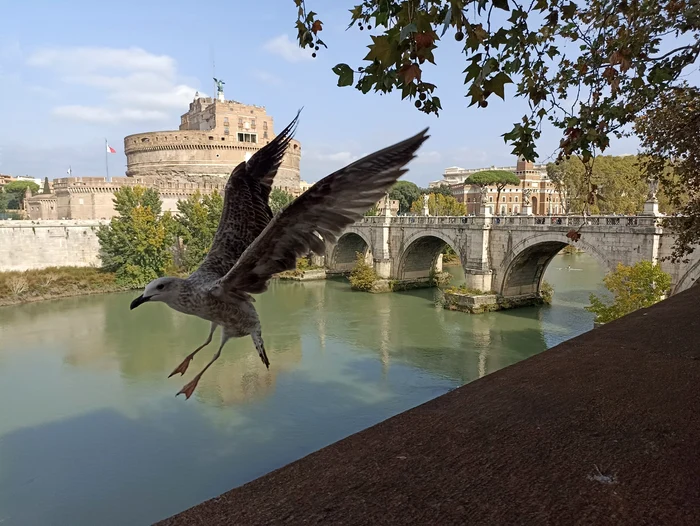 Pescăruș lângă Castelul Sant'Angelo FOTO Denis Grigorescu