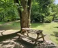 Parcul dendrologic Simeria Foto Daniel Guță ADEVĂRUL (15) jpg