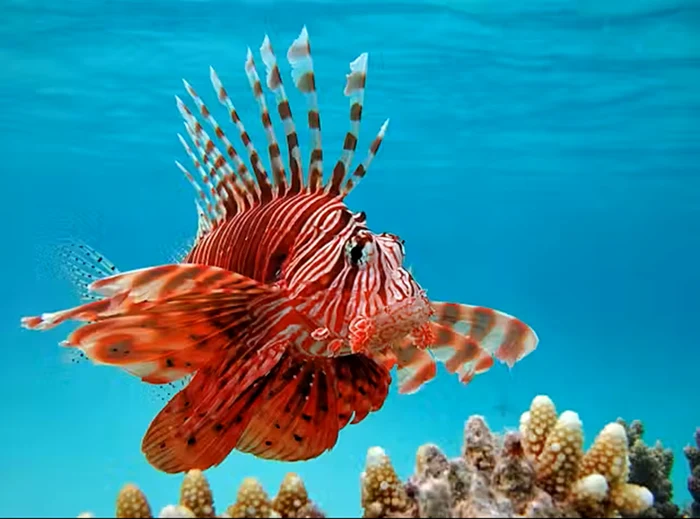 Peștele-leu este tot mai comun în Marea Mediterană / foto: IStock