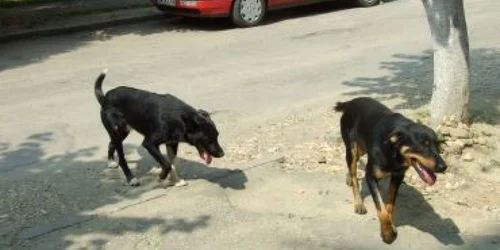 Satu Mare:Dulăii vagabonzi fac legea în Micro 16