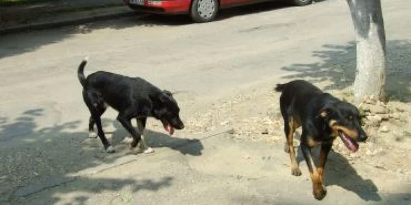 Satu Mare:Dulăii vagabonzi fac legea în Micro 16