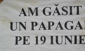 Cu ochii n 3,14 jpeg