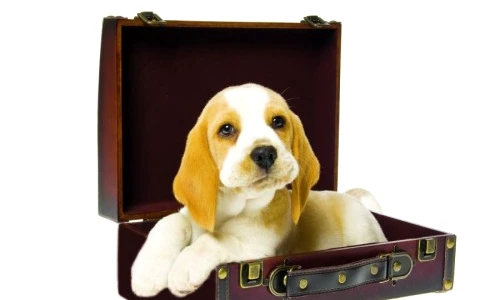 1 47434 original jpg jpeg