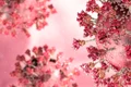 Varianta Omicron a SARS-CoV-2 FOTO SHUTTERSTOCK