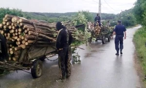 furt de lemne cu caruta jpeg