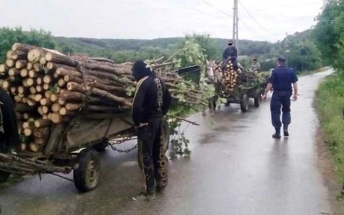 Furt de lemne cu căruțaFoto: adevarul.ro