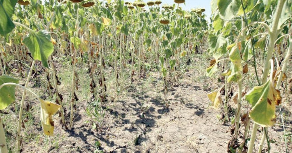 Utilizarea produselor de protecție a plantelor, aprobată de ministrul Agriculturii, pentru situații urgente