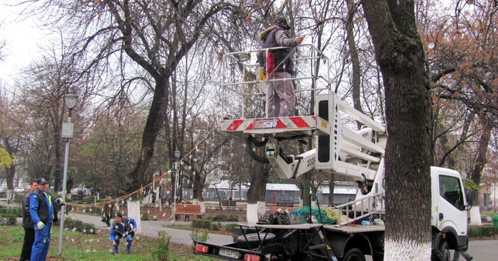 Angajaţii foloseau scara pentru a agăţa beculeţele în pomi