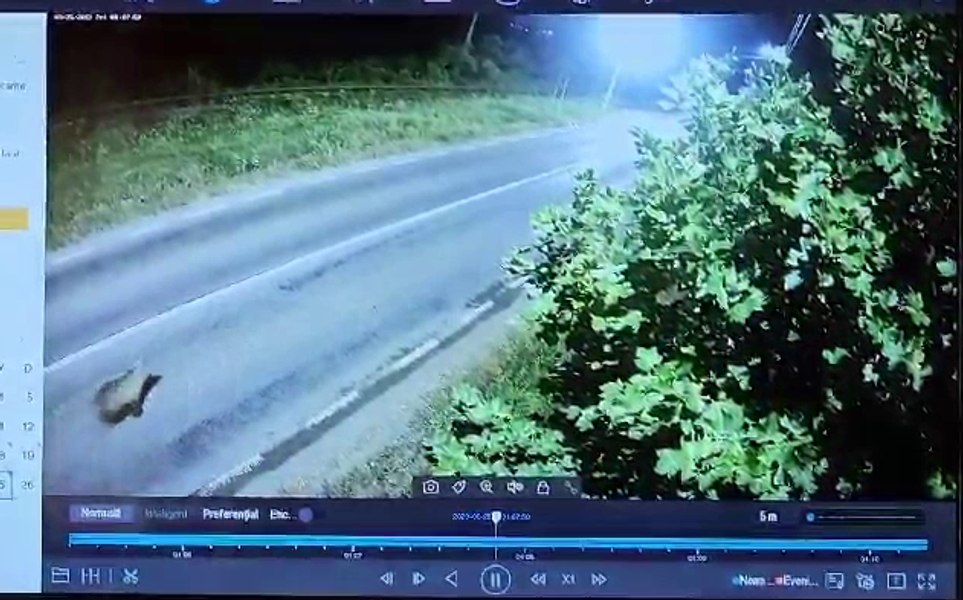 Urs văzut în preajma spitalului de psihiatrie din Ojasca. Primar buzoian: „O să ajungă în Deltă și pe litoral!” VIDEO